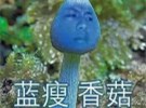 教老外学习2016的网络热词